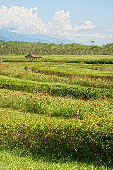 cách chơi lô tô miền bắc