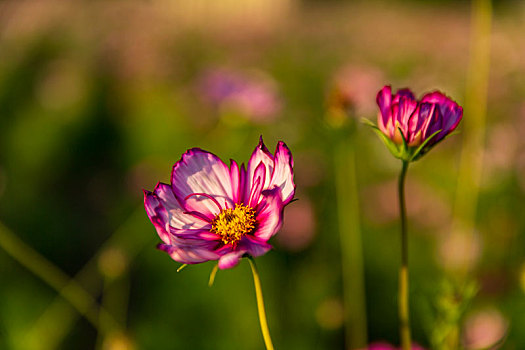 hướng dẫn cách đánh lô đề