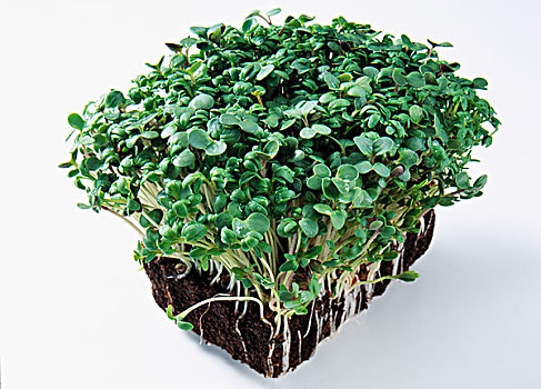 giờ vàng chốt số miền bắc