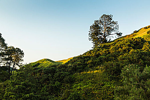 rong bạch kim 666
