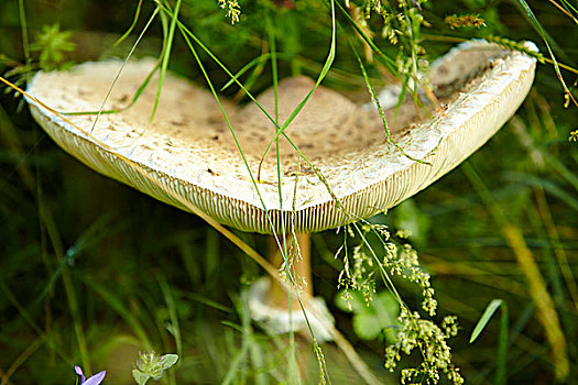 xổ số bến tre