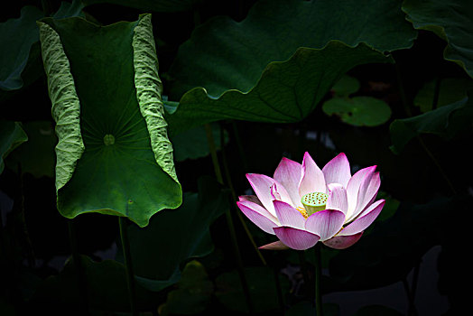cach choi lo
