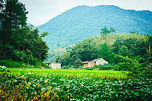 xổ số quảng ngãi