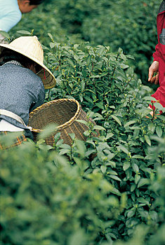 cầu bạch thủ mb