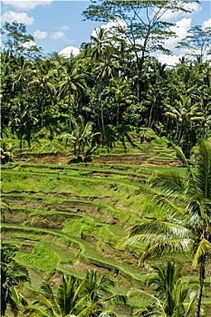 đá gà bị công an bắt phạt bao nhiêu