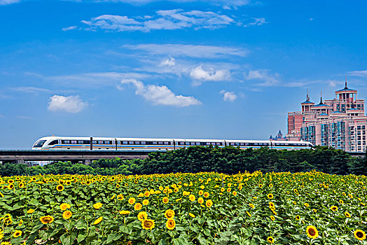 rong bach kim 247