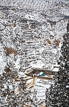rong bach kim mien bac