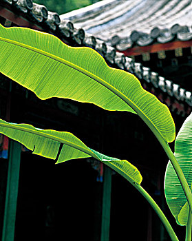 soi cau lo bach kim