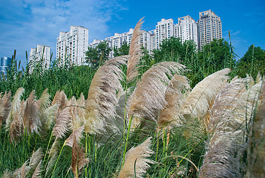 soi cầu 88 99