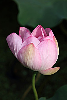 dàn đề bất tử