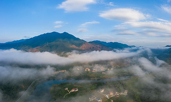 soi bạch thủ miền bắc