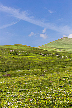 soi cau doan so 135