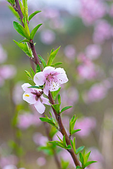 soi cầu 555