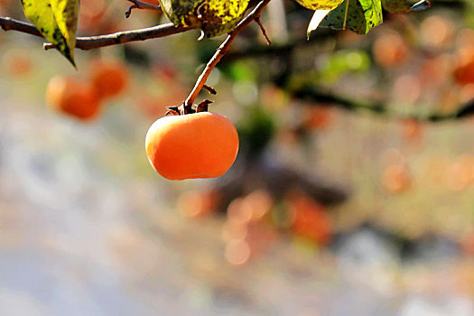 thống kê tần suất lô