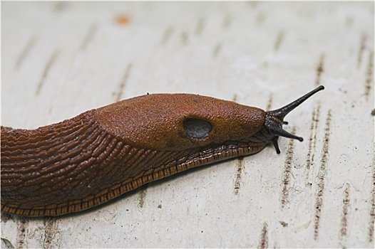 cầu lô miền nam