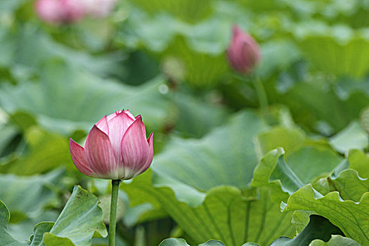 soi cau bach thu ngay hom nay