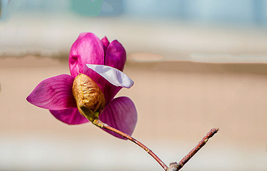 soi cau lo de sieu chuan