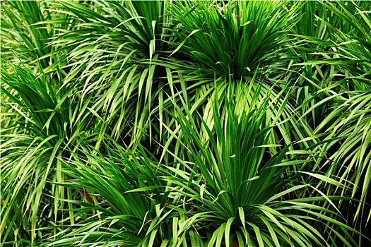 tỷ lệ ăn 3 càng