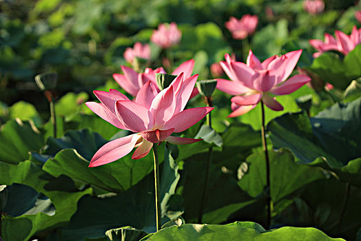 soi cầu lo bạch thủ