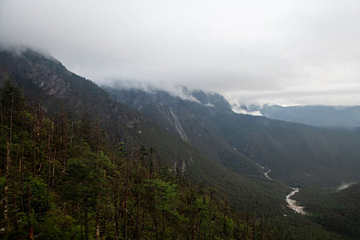 rong bach kim 88 99