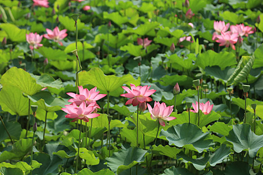 xổ số kiến thiết
