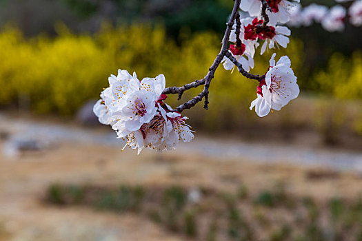 xskt bình định