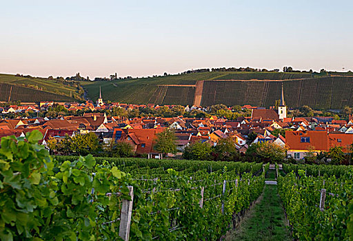 rong bach