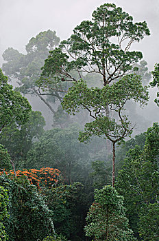 soi cau mb rong bach kim