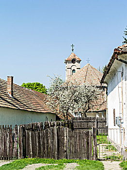 cau bach thu 247 com