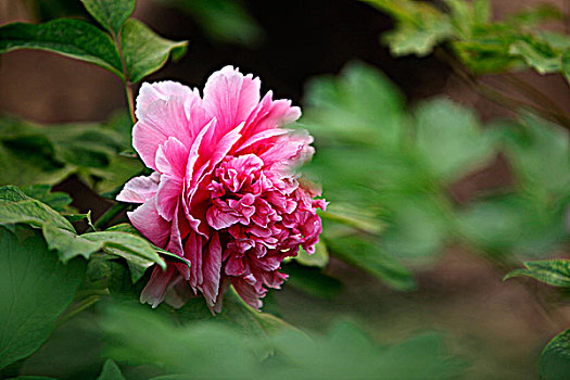chốt số lô đề