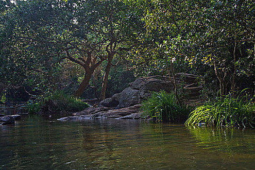soicau rongbachkim